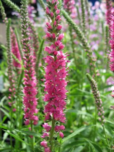 Przetacznik kłosowy (Veronica Spicata) Red Fox zdjęcie 4
