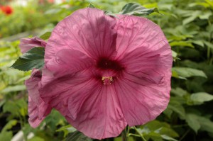 Hibiskus bylinowy (Hibiscus moscheutos) Berrylicious zdjęcie 3