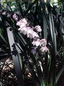 Konwalnik (Ophiopogon planiscapus) Niger sadzonka 9