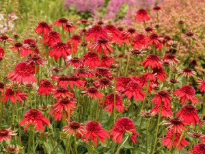 Jeżówka purpurowa (Echinacea) Eccentric zdjęcie 3