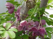 Akebia pięciolistkowa Variegata - pnącze ogrodowe zdjęcie 3