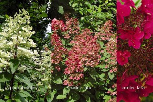 Hortensja bukietowa Wim's Red Hydrangea zdjęcie 3