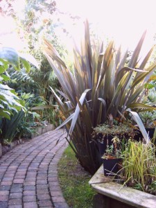 Len nowozelandzki (Phormium tenax) Purpureum zdjęcie 4