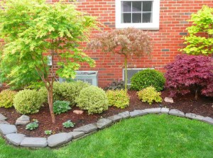 Tawuła japońska (Spiraea japonica) Golden Princess c2 zdjęcie 4