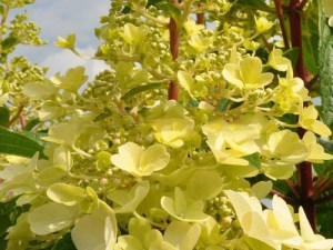 Hortensja bukietowa (Hydrangea) Candlelight c3 krzew zdjęcie 3