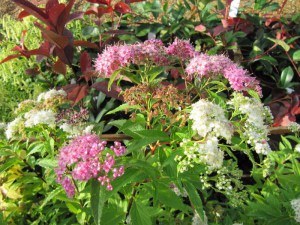 Tawuła japońska (Spiraea japonica) Shirobana c2 zdjęcie 3
