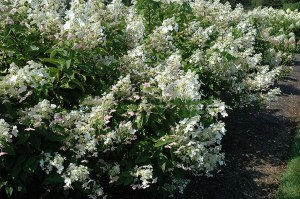 Hortensja bukietowa (Hydrangea paniculata) Mega Pearl c2 zdjęcie 3