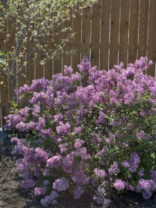 Lilak (Syringa) Bloomerang Bez Pink Perfume c1 zdjęcie 4