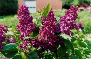 Bez - Lilak (Syringa) Ludwig Spaeth c2 zdjęcie 4