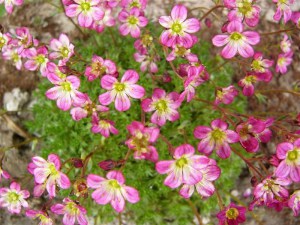 Skalnica Arendsa (Saxifraga arendsii) Peter Pan zdjęcie 2