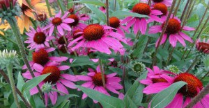 Jeżówka purpurowa (Echinacea) Amazing Dream zdjęcie 3