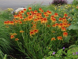 Jeżówka purpurowa (Echinacea) Marmalade zdjęcie 3