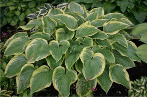 Funkia (Hosta) Victory zdjęcie 3