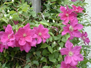 Powojnik (clematis) Ernest Markham c2 zdjęcie 3