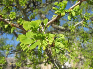 Miłorząb japoński (Ginkgo biloba) c3 zdjęcie 3