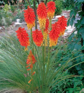 trytoma (Kniphofia) Papaya Popsicle 3