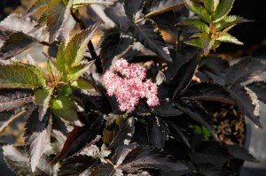 Bez czarny (Sambucus nigra) Black Tower c3 zdjęcie 3