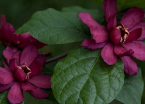 Kielichowiec Raulstona (Calycanthus raulstoni) Hartlage Wine c1 zdjęcie 4