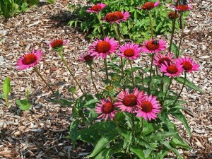 Jeżówka purpurowa (Echinacea) Vintage Vine zdjęcie 3