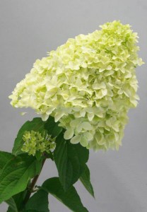 Hortensja bukietowa Magical Candle Hydrangea c3 zdjęcie 3