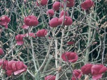 Magnolia Black Tulip c4 drzewo zdjęcie 2