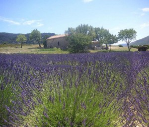 Lawenda (Lavandula intermedia) Grappenhall największa lawenda zdjęcie 2