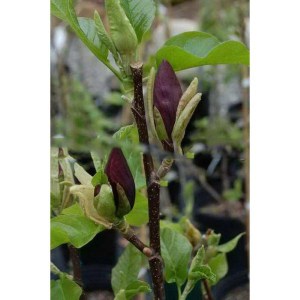 Magnolia naga (Magnolia denudata) Black Beauty zdjęcie 6