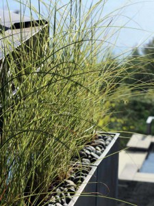 Miskant chiński (Miscanthus sinensis) Morning Light c3 zdjęcie 3