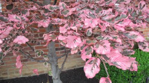 Buk trójkolorowy (Fagus Purpurea) Tricolor c4 zdjęcie 4