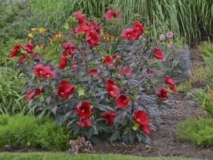 Hibiskus bylinowy (Hibiscus moscheutos) Midnight Marvel zdjęcie 4