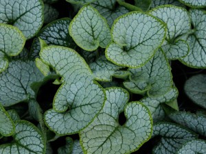 Brunera wielkolistna (Brunnera macrophylla) Sea Heart zdjęcie 4