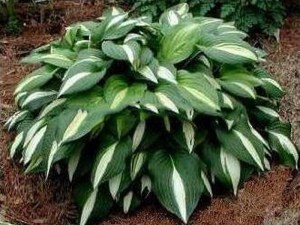 Funkia (Hosta) Lakeside Spellbinder zdjęcie 3