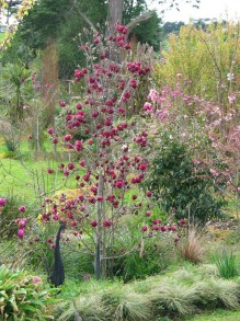 Magnolia Genie - powtarza kwitnienie c4 zdjęcie 3