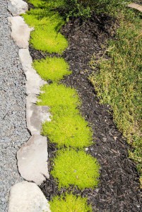 Karmnik ościsty (Sagina subulata) Lime Moss 2