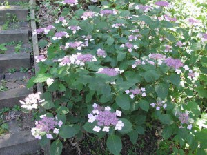 Hortensja ogrodowa (Hydrangea macrophylla) Twist and Shout 7