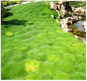 Karmnik ościsty (Sagina subulata) Green Moss 3