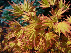 Klon palmowy (Acer palm.) Orange Dream c1,5 zdjęcie 2