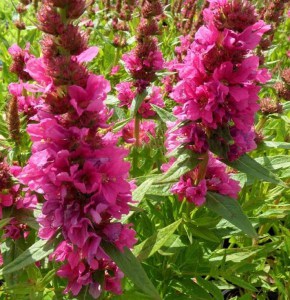 Krwawnica rózgowata (Lythrum virgatum) Little Robert 3
