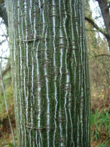 Klon zielonokory (Acer tegmentosum) c3 zdjęcie 3
