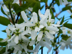 Świdośliwa (Amelanchier) Ballerina c1 zdjęcie 4