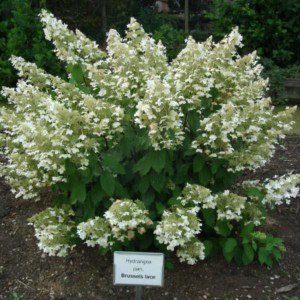 Hortensja bukietowa (Hydrangea paniculata) Brussels Lace c3 zdjęcie 1