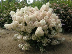 Hortensja (Hydrangea paniculata) Bobo na pniu c5 zdjęcie 3