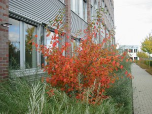 Świdośliwa kanadyjska (Amelanchier lamarckii) c4 zdjęcie 3