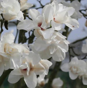 Magnolia naga (Magnolia denudata) Double Diamond zdjecie 2