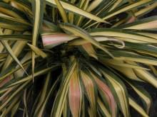 Juka Colour Guard (Yucca filamentosa) 2