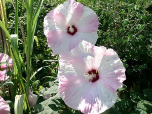 Hibiskus bylinowy (Hibiscus moscheutos) Nippon Blush zdjęcie 3