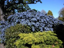 Prusznik (Ceanothus impressus) Victoria c1 zdjęcie 4