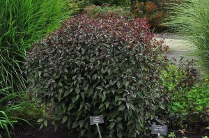 sadziec plamisty (Eupatorium) Chocolate 5