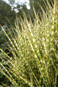 Miskant chiński (Miscanthus chinensis) Gold Bar zdjęcie 7