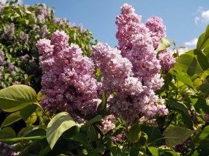 Bez - lilak pospolity (Syringa) General Pershing c3 zdjęcie 4